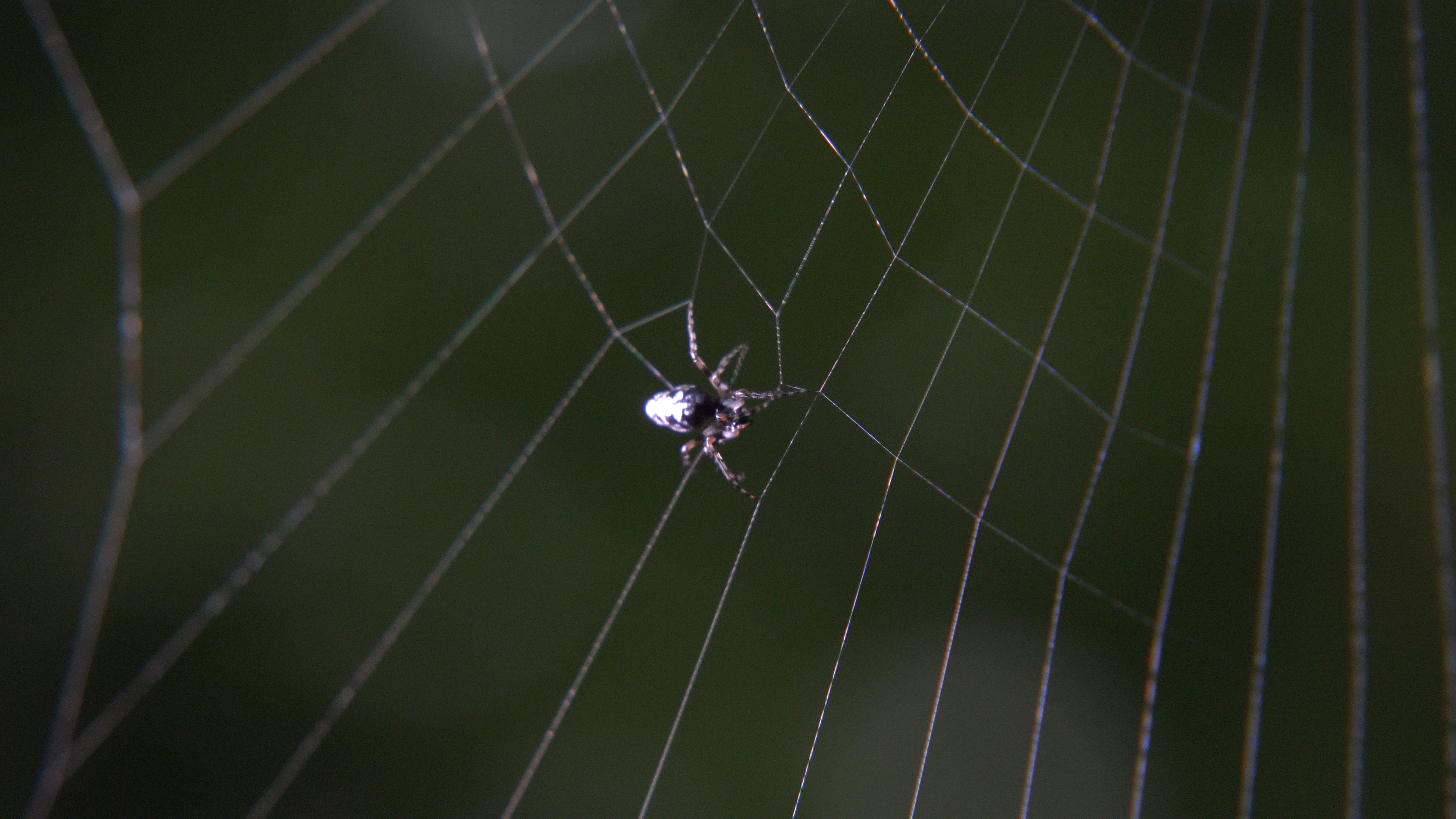 蜘蛛の”妙”に魅せられて ”クモ糸研究”最前線 – テレビ番組 | WAC ワック